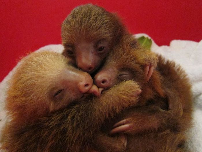 Three-baby-sloths-embracing-each-other (700x525, 53Kb)