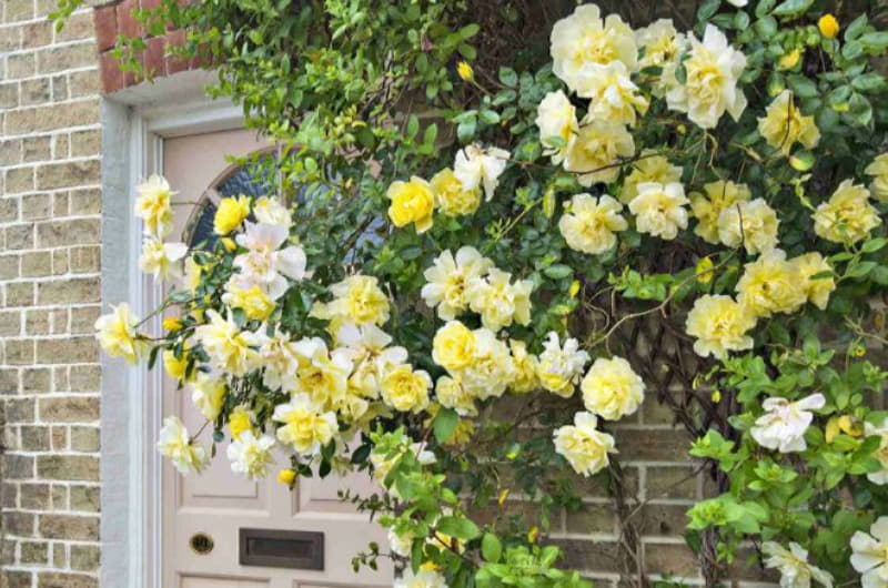 Желтые розы – как правильно сажать, ухаживать и сочетать в ландшафтном дизайне