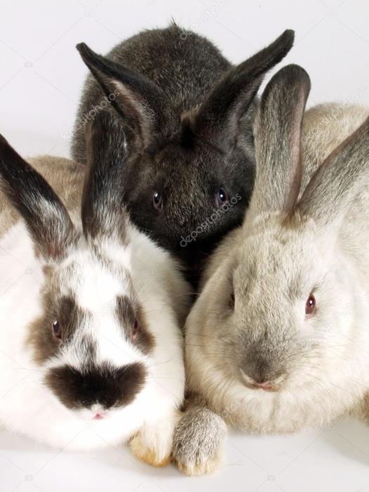 depositphotos_13850309-stock-photo-three-rabbits-together (525x700, 51Kb)