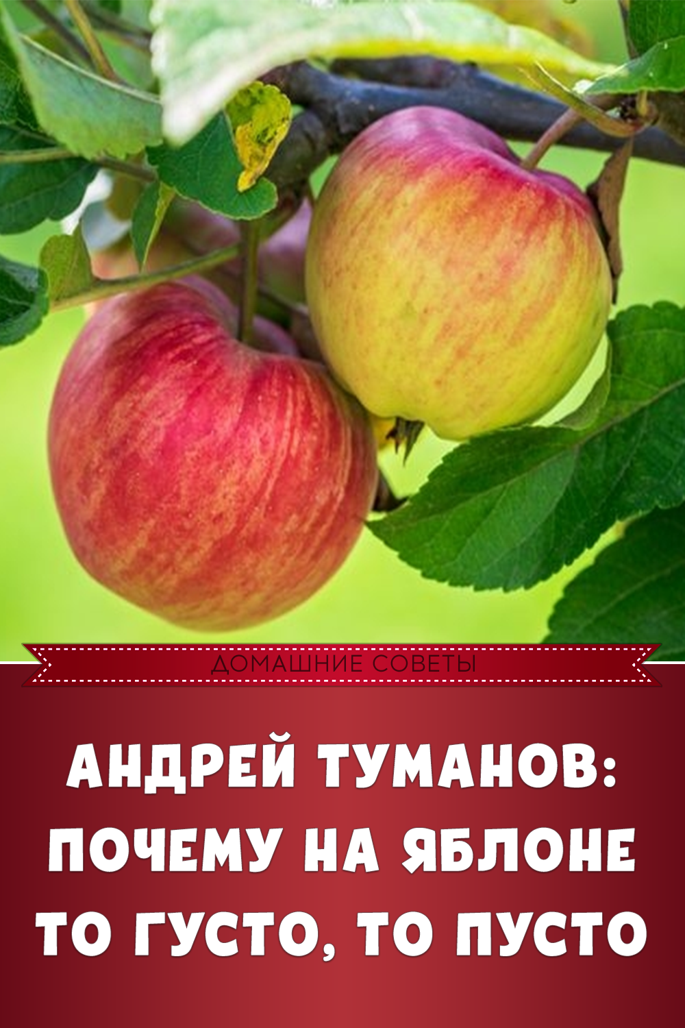 Андрей Туманов: почему на яблоне то густо, то пусто