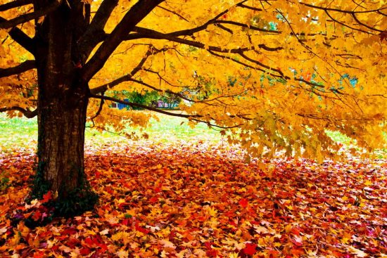 Когда и почему опадают листья осенью с деревьев