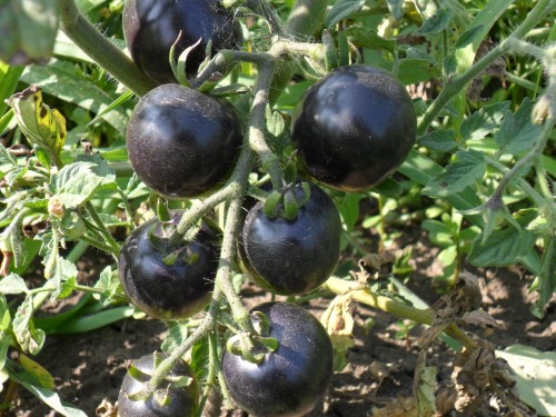 Томаты «Черная гроздь» — экзотические гибриды с необычным вкусом