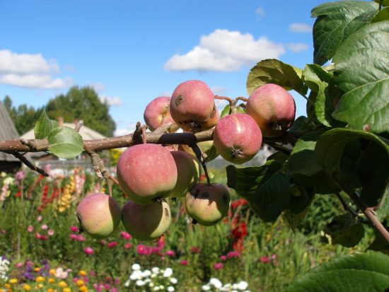 Обрезка яблони осенью в Сибири: пошаговое руководство для начинающих