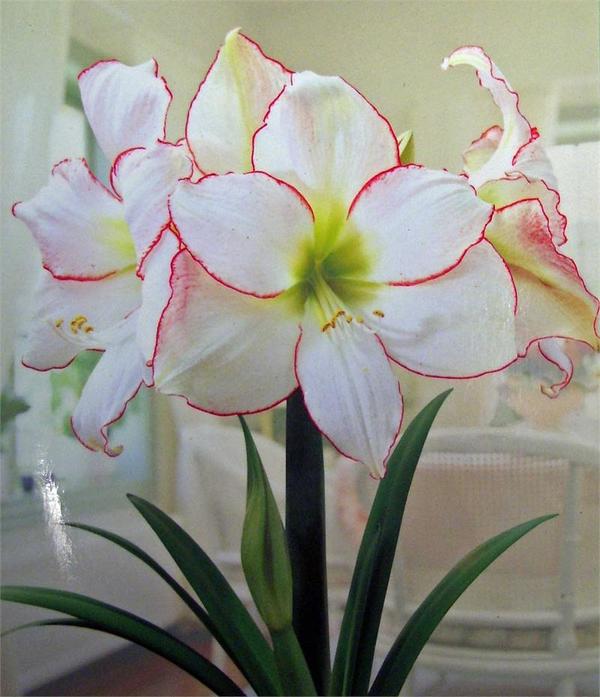 Гиппеаструм сорт Picotee. Фото с сайта myhome-flowers.ru