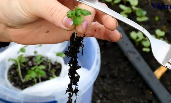 Как выращивать базилик из семян на рассаду дома