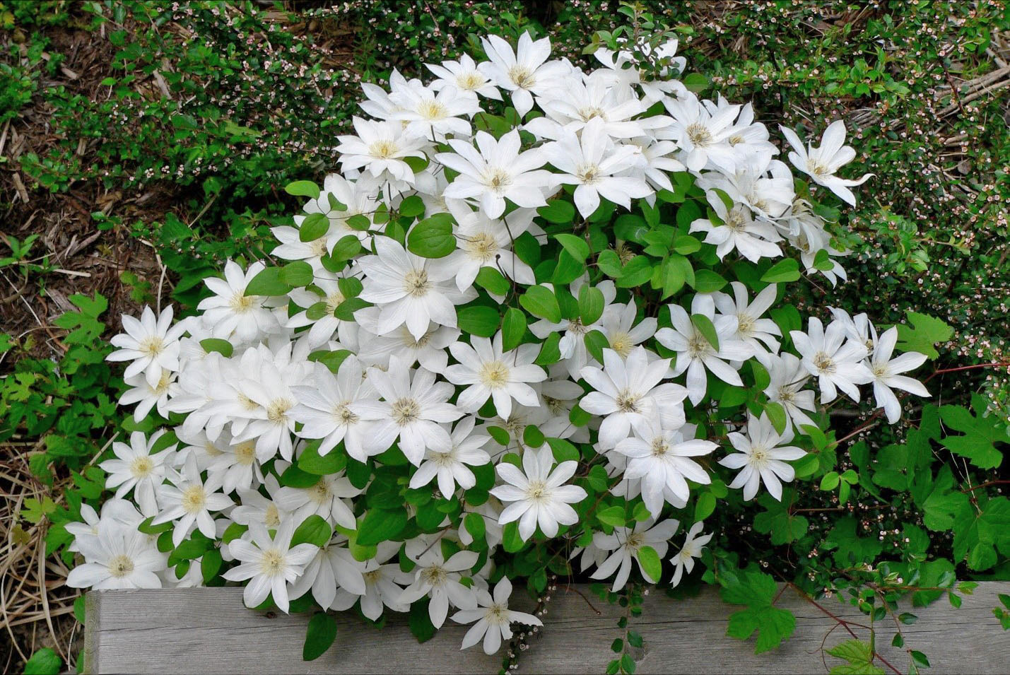 белые цветы клематиса