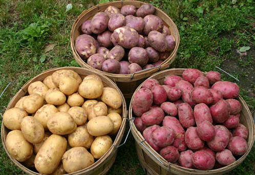 Картинки по запросу сорта картофеля