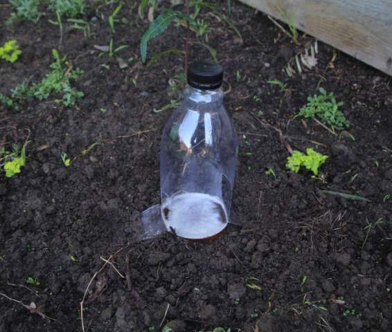 Ловушка для слизней из пластиковой бутылки