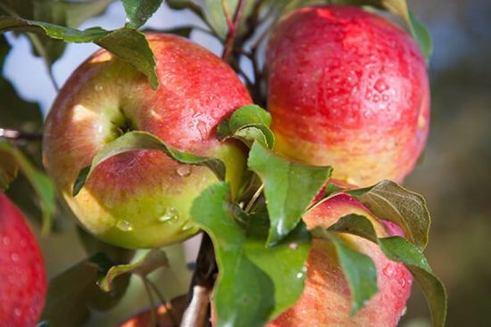 Как и когда лучше сажать яблони в средней полосе: инструкция для начинающих