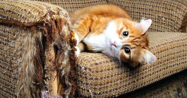 Мастерица придумала, как обновить испорченный котом диван. Получился настоящий шедевр!