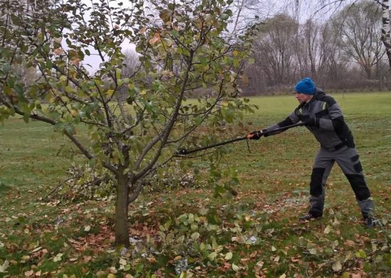 Способы и правила обрезки карликовой яблони осенью