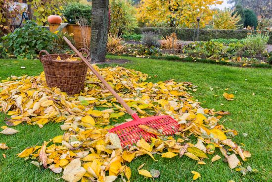 уборка опавших листьев