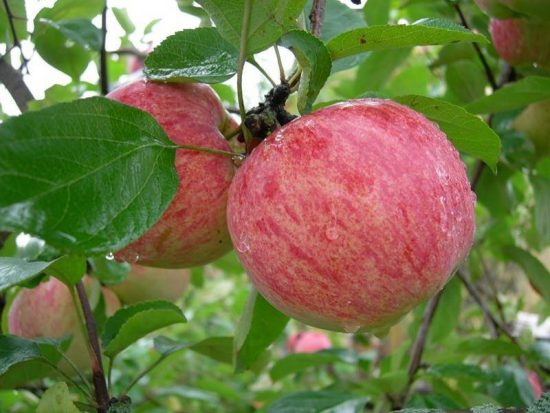 Как и когда лучше сажать яблони в средней полосе: инструкция для начинающих