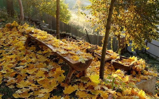 Когда и почему опадают листья осенью с деревьев