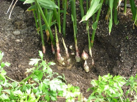 Как выращивать имбирь на даче в открытом грунте