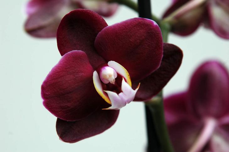 Как спасти заболевшую орхидею в домашних условия