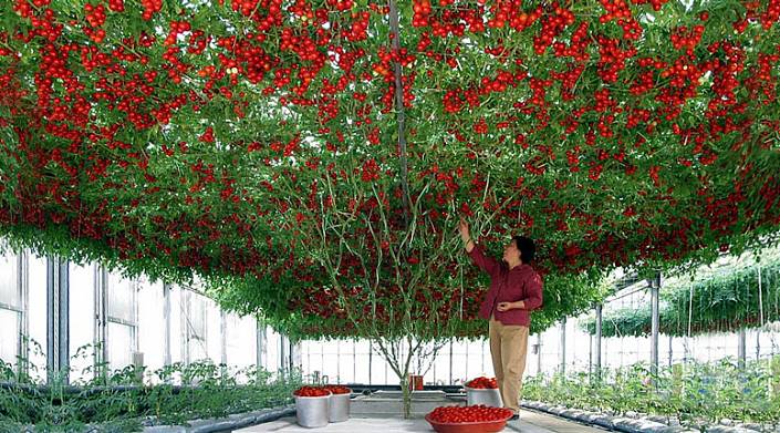Томатное дерево: 14 тысяч помидоров с «кустика»