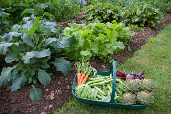Чередование овощных культур на огороде