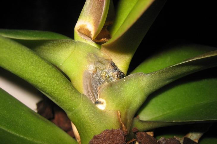 Как спасти заболевшую орхидею в домашних условия
