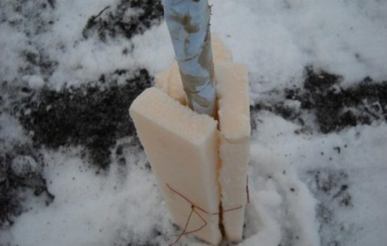 Как правильно укрывать яблоню на зиму в Сибири и как это правильно делать