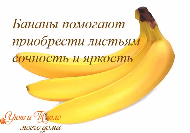 banany - horoshaja podkormka dlja komnatnyh cvetov