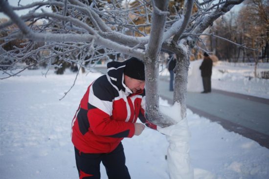 Как правильно укрывать яблоню на зиму в Сибири и как это правильно делать