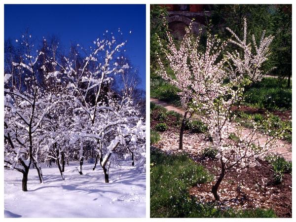 Зима и весна в абрикосовом саду