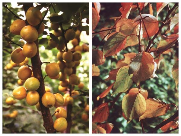 Абрикос 'Лель': плоды и осенняя окраска листьев