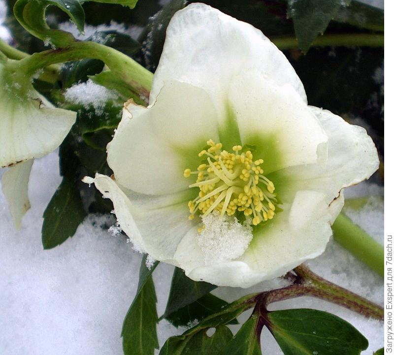 Нежный морозник - цветок зимы!