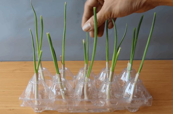 3 неожиданных способа выращивания зеленого лука