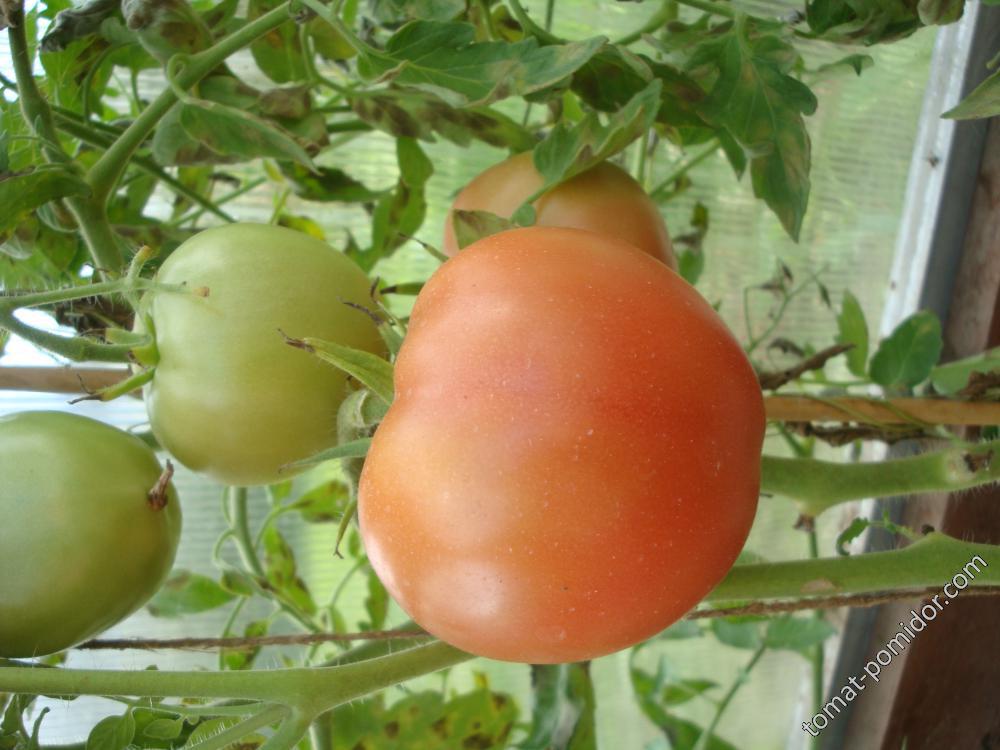Результат пошуку зображень за запитом мои помидорки