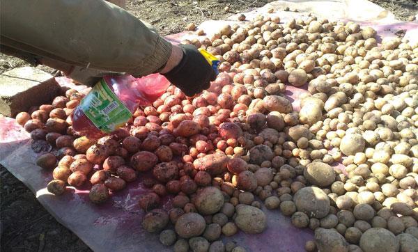 обработка клубней картофеля