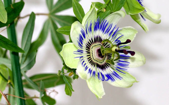 Пассифлора голубая (Passiflora caerulea)