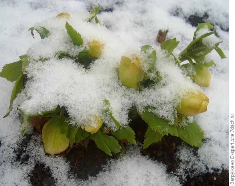 Нежный морозник - цветок зимы!