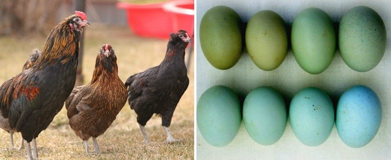 Шесть пород курочек, которые несут разноцветные яйца