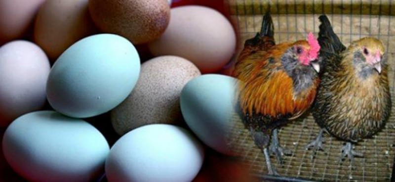 Шесть пород курочек, которые несут разноцветные яйца