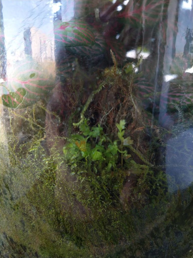 1,5 года растения живут в запечатанной банке. Откуда в ней появляются новые виды?