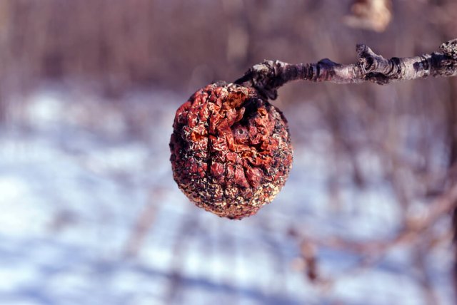 Зимующие вредители на деревьях