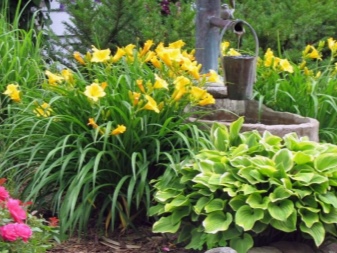 Правила посадки лилий весной в открытый грунт