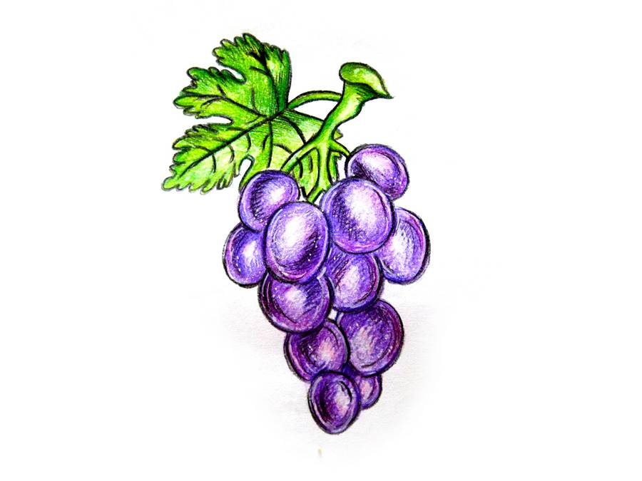 Нарисованный виноград