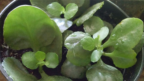 Новые растения из деток каланхоэ