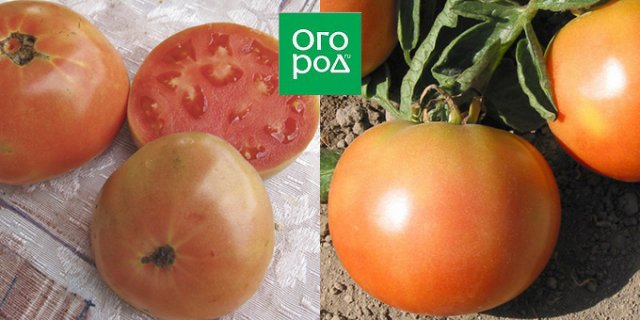 самые лежкие томаты сорт долгохранящийся