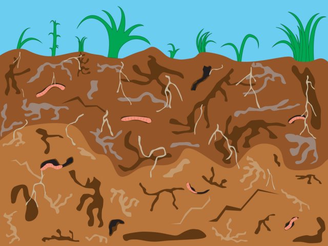 5 причин не перекапывать землю, или Чем полезна безотвальная обработка почвы