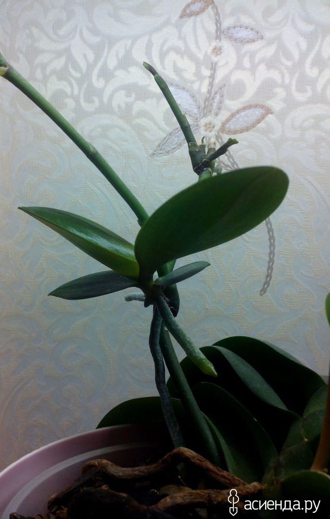 Орхидея. Выращиваю детки