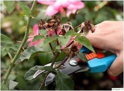 О том, как правильно обрезать розы: 0
