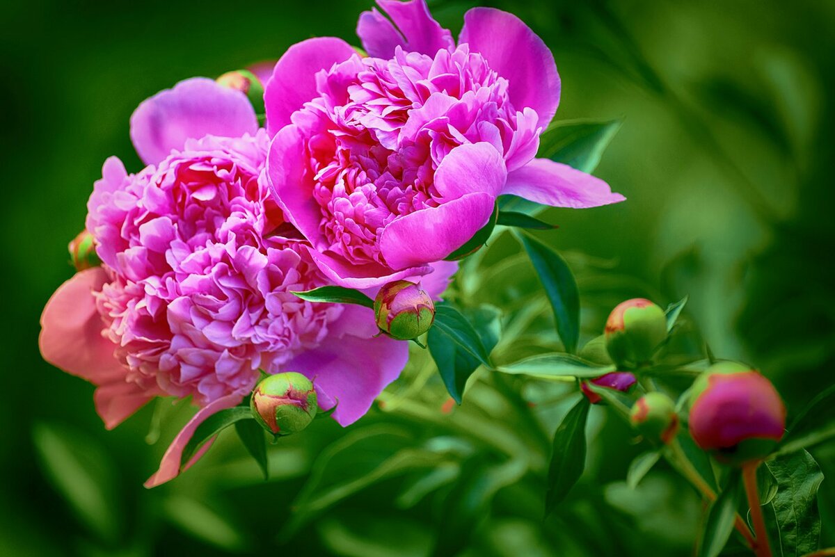 5 советов для пышного цветения пионов