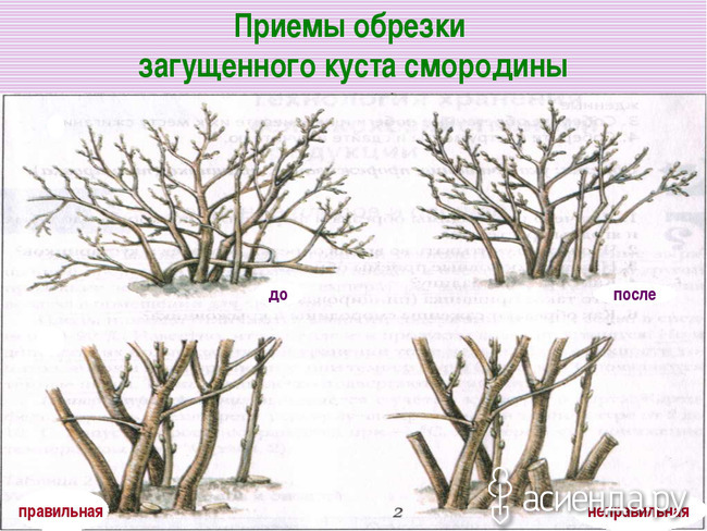 Обрезка ягодных кустов: особенности и сроки