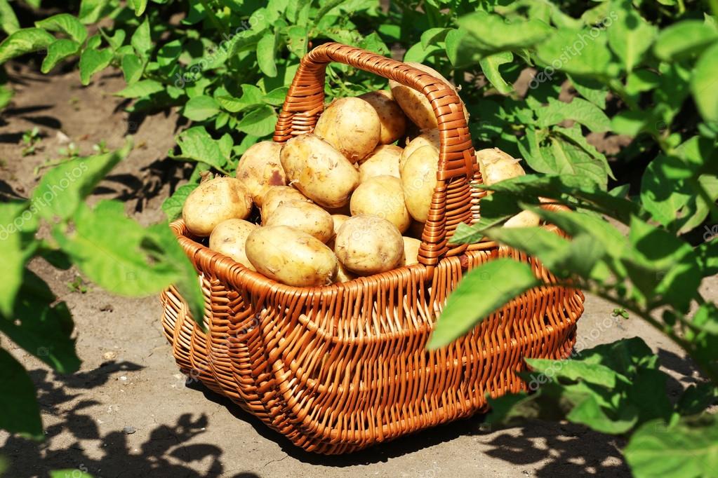 Ускоряем урожай картошки