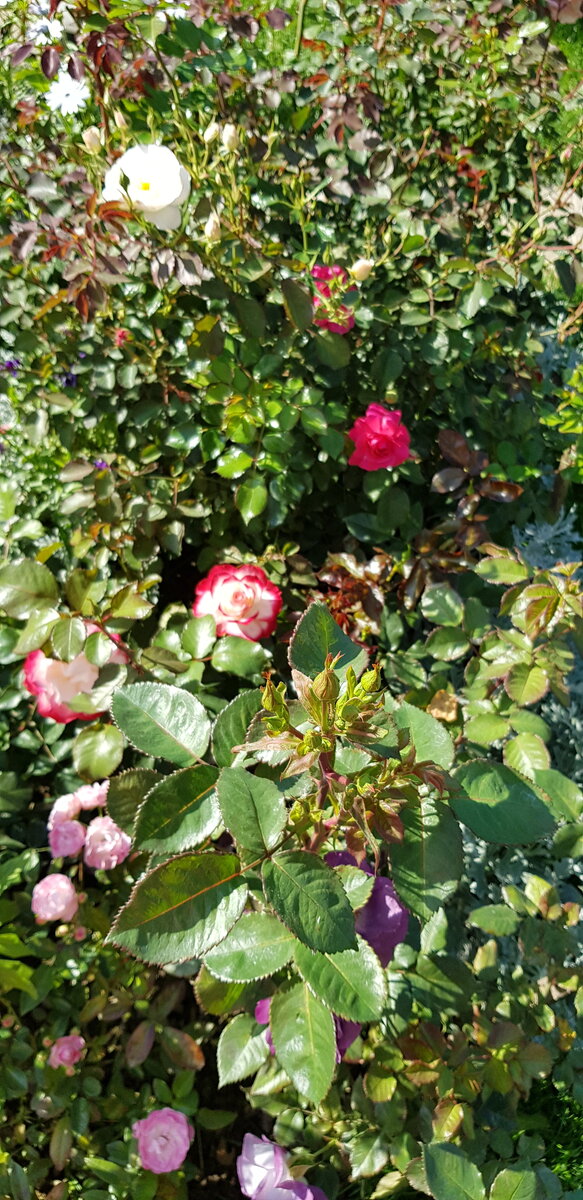 Мои розы в начале цветения лето 2019