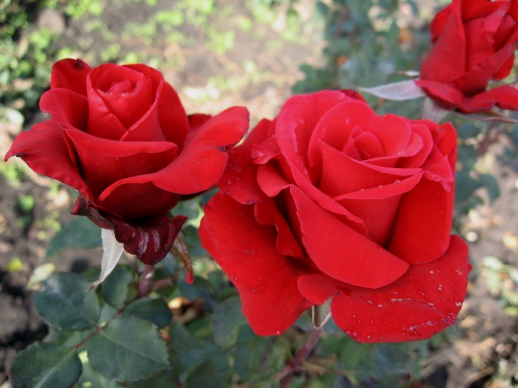 Роза Ред Берлин чайно - гибридная Мои розы